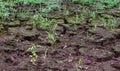 Pond dried up due to Missouri drought Royalty Free Stock Photo