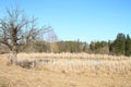 Pond with dry reed and tree Royalty Free Stock Photo