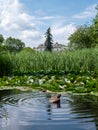 Pond with duck and ducklings at the Botanic Garden of the Jagiellonian University, Krakow, Poland. Royalty Free Stock Photo