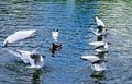 A pond with a duck and a Seagull in the Park