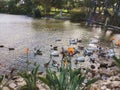 Pond with ducks and flowers in BacalhÃÂ´a Buddha Eden - Bombarral PORTUGAL Royalty Free Stock Photo