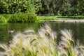 Pond with ducks and reflections and yellow feather grass and trees with green leaves and reed is in a summer park Royalty Free Stock Photo