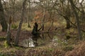 Pond in Epping forest