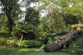 Pond and fallen tree in Abbotsbury gardens