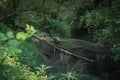 A pond with fallen trees, located in an inaccessible thicket.