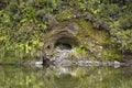 Pond and ferns in the green rainforest in New Zealand Royalty Free Stock Photo