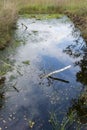 Pond in a field