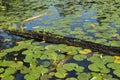 Pond filled with lillypads. Royalty Free Stock Photo