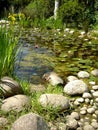 Pond filled with water lillies Royalty Free Stock Photo