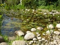 Pond filled with water lillies Royalty Free Stock Photo