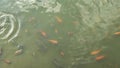 Pond fish with red,orange,yellow fish colors