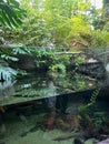 Pond with fishes and many different tropical plants in greenhouse Royalty Free Stock Photo