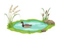 Pond with floating duck. Thickets of lake reeds and sedges near the water.