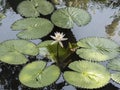 Pond flower in shri Lanka