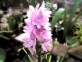 Pond Flowers Water Hyacinth Pontederia