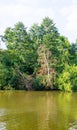 Pond in the forest. background, nature.