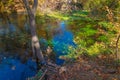 A pond in the forest overgrown with green algae Royalty Free Stock Photo