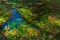 A pond in the forest overgrown with green algae