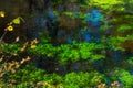 A pond in the forest overgrown with green algae Royalty Free Stock Photo