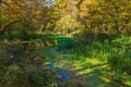 A pond in the forest overgrown with green algae Royalty Free Stock Photo
