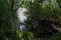 A pond in the forest