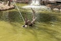 Pond with a fountain in Gan Guru kangaroo park in Kibutz Nir David in the north of Israel