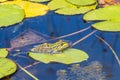 A frog on a water lily leaf in a pond.