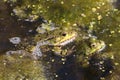 2 pond frogs Royalty Free Stock Photo