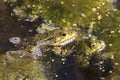 2 pond frogs on each other between algae Royalty Free Stock Photo