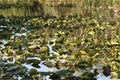 A pond full of lilly pads in the Everglades