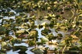 A pond full of lilly pads in the Everglades