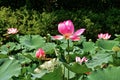 Pond full of vibrant Japanese lotus flowers. Focus on bright pink lily with blurry background