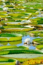 Pond full of Victoria Waterlily Royalty Free Stock Photo