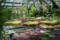 Pond in glasshouse with giant Victoria Amazonica and aquatic plants. Royalty Free Stock Photo