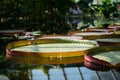 Pond in glasshouse with giant Victoria Amazonica and aquatic plants. Royalty Free Stock Photo