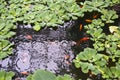 Pond with gold red fish and green plants Royalty Free Stock Photo