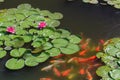 Pond with goldfish or Golden carp Japanese name-koi fish, Nishikigoi, Cyprinus carpio haematopterus in the pond, close-up of koi Royalty Free Stock Photo