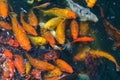 Pond with goldfish or Golden carp Japanese name-koi fish, Nishikigoi, Cyprinus carpio haematopterus in the pond, close-up of koi Royalty Free Stock Photo