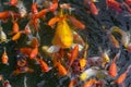 Pond with goldfish or Golden carp Japanese name-koi fish, Nishikigoi, Cyprinus carpio haematopterus in the pond, close-up of koi Royalty Free Stock Photo