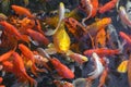 Pond with goldfish or Golden carp Japanese name-koi fish, Nishikigoi, Cyprinus carpio haematopterus in the pond, close-up of koi Royalty Free Stock Photo