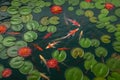 Pond goldfish lily. Generate Ai