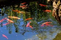 Goldfish splashing in the pond