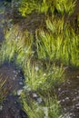 Pond grass in flowing River Stort