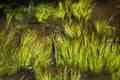 Pond grass in flowing River Stort