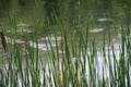 Pond Grass