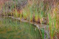 Pond Grass Reflection Royalty Free Stock Photo