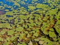 Pond with green aquatic vegetation Royalty Free Stock Photo