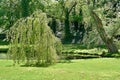 Pond in green