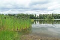 Pond with growth of reed-mace Royalty Free Stock Photo