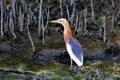 Pond Heron Royalty Free Stock Photo